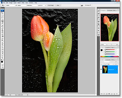 Una foto de un tulipán abierto en Photoshop CS3.
