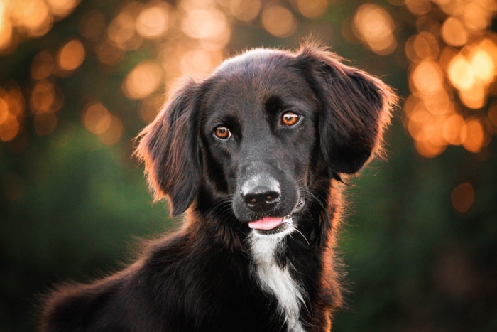 Un retrato de un perro negro con luz de relleno y bokeh.