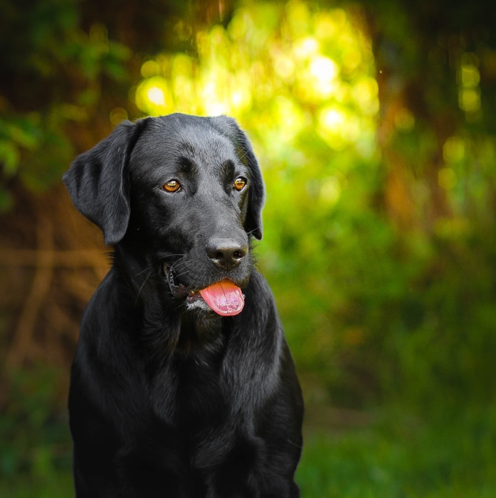 Una foto de un perro negro al aire libre.