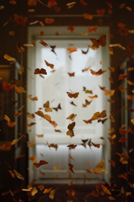 Una imagen editada con hojas caídas manipuladas para que parezcan mariposas