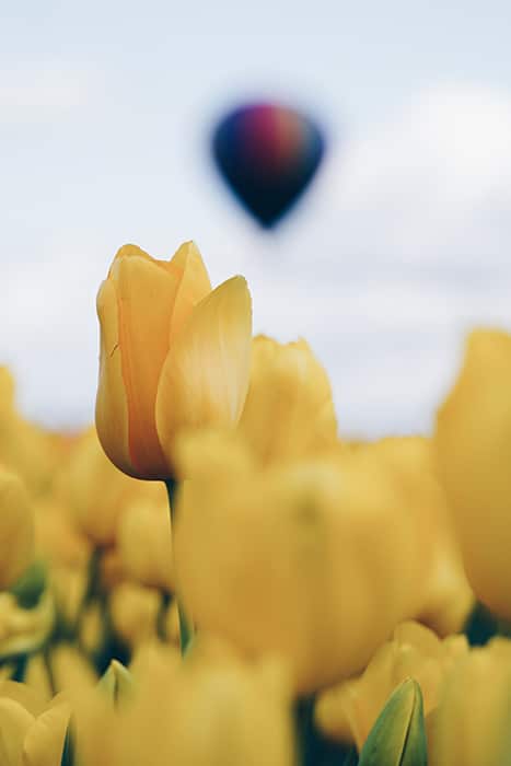 Tulipanes amarillos en un campo