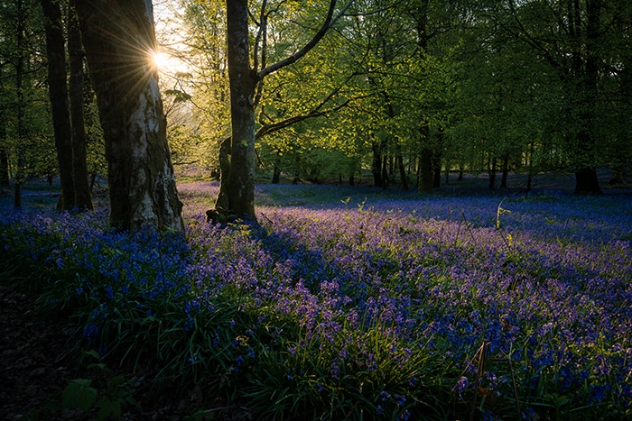 Una alfombra de flores púrpuras en un bosque, la luz del sol se asoma entre los árboles: las mejores asignaciones de fotografía