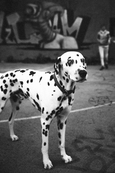 Una foto en blanco y negro de un perro dálmata