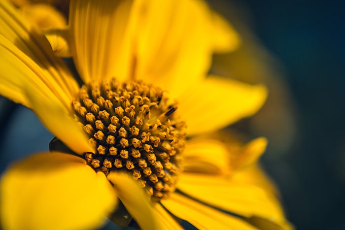 Una fotografía macro de una flor amarilla