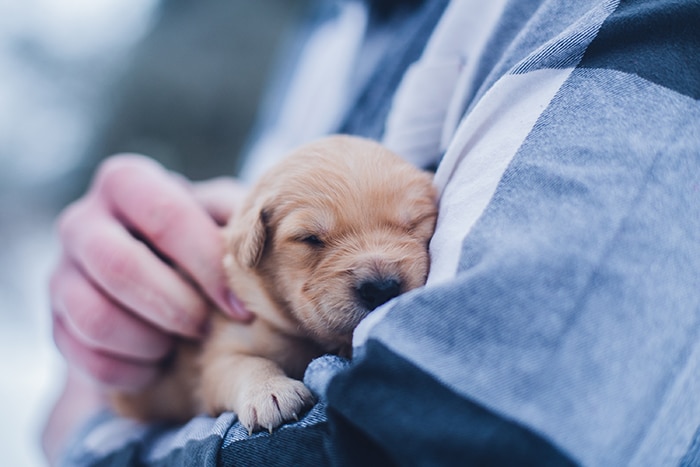 Un retrato de cerca de una persona sosteniendo un pequeño cachorro marrón
