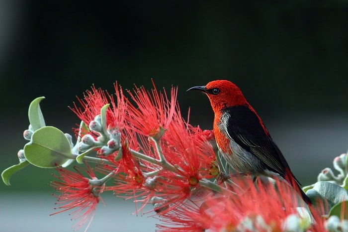 Un pájaro rojo sentado en una rama.