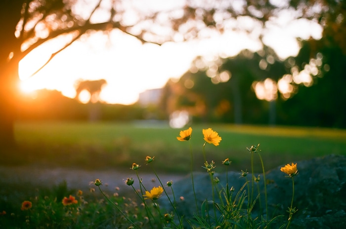 Fotografía de ensueño con poca luz de un paisaje verde con flores amarillas en primer plano