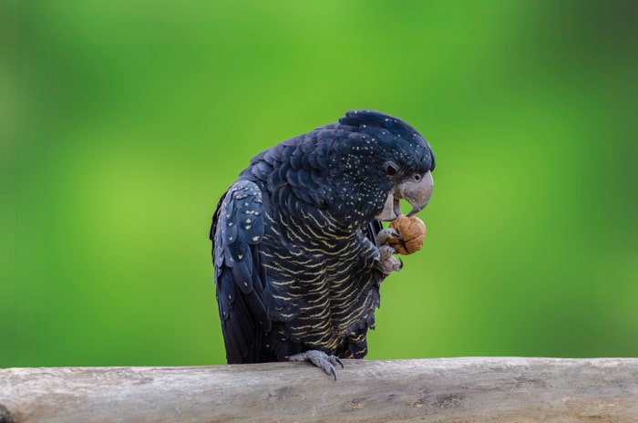 Un retrato de cerca de un pájaro tropical comiendo una nuez