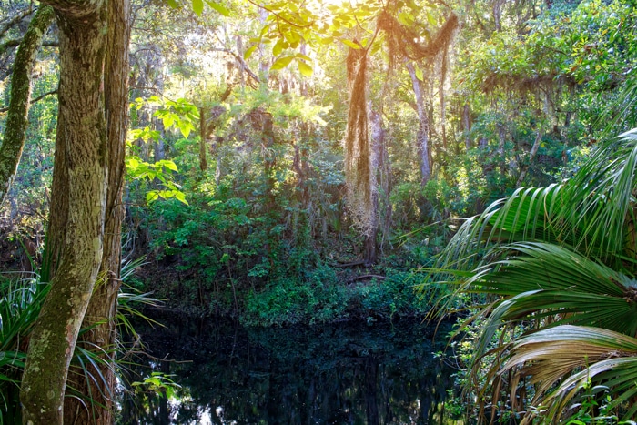 Lucious foto de paisaje de un río que corre un bosque verde