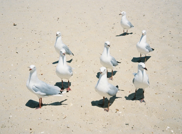 Imagen de ocho gaviotas de pie en una playa de arena