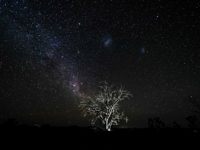 Un impresionante cielo lleno de estrellas sobre un árbol solitario