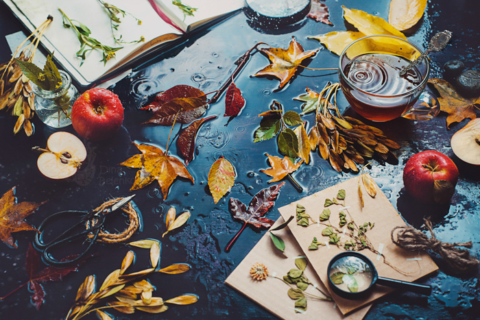 Mesa con taza de té, hojas de otoño, manzanas y un cuaderno abierto con hierbas.  Fotografía de comida oscura.  Naturaleza muerta con lluvia.