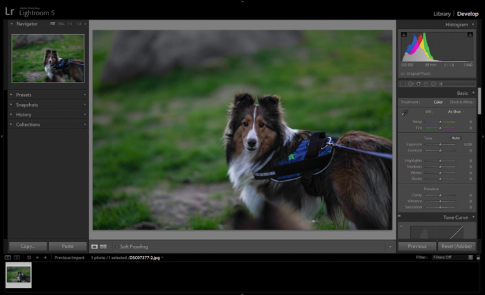 Edición de un retrato de mascota de un perro marrón en adobe lightroom - consejos de fotografía nocturna