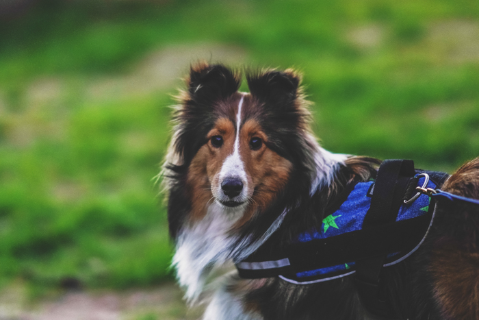 Un retrato de mascota de un perro marrón fotografiado con poca luz: consejos para la fotografía nocturna