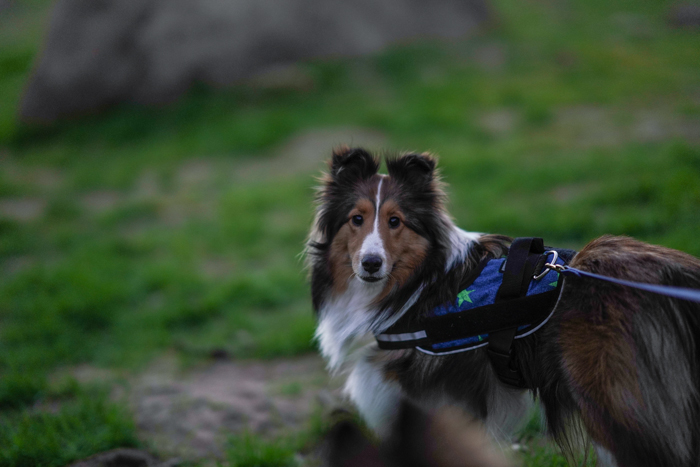 Un retrato de mascota de un perro marrón fotografiado con poca luz: consejos para la fotografía nocturna