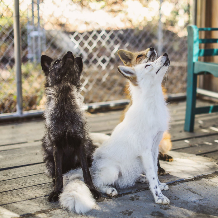 Un retrato de mascota de dos perros tomado con la cámara sin espejo Nikon Z7