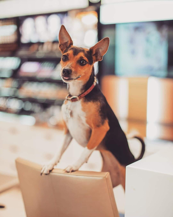 Un retrato de mascota en interiores de un lindo perro tomado con la cámara sin espejo Nikon Z7