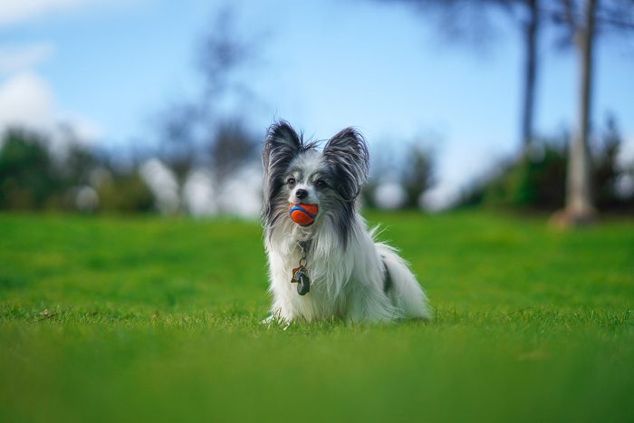 Un retrato de mascota al aire libre de un lindo perro tomado con la cámara sin espejo Nikon Z7