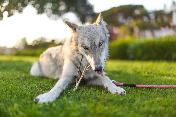 un lobo como perro masticando un palo