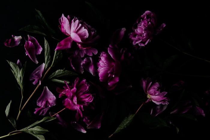 fotografía de flores oscuras y malhumoradas