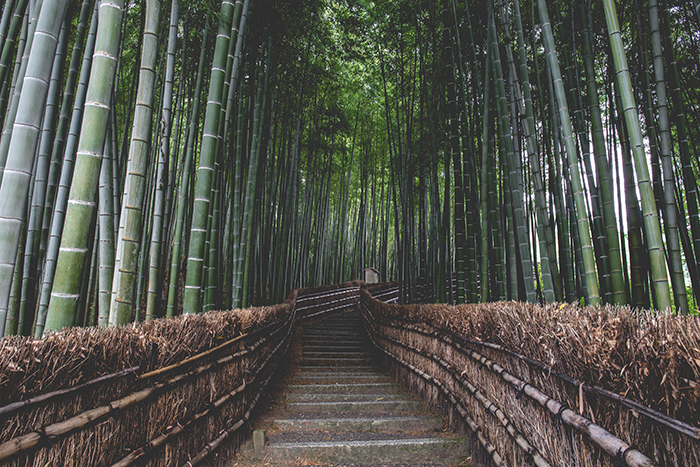 Esta arboleda de bambú en Arashiyama, fotografía de Japón