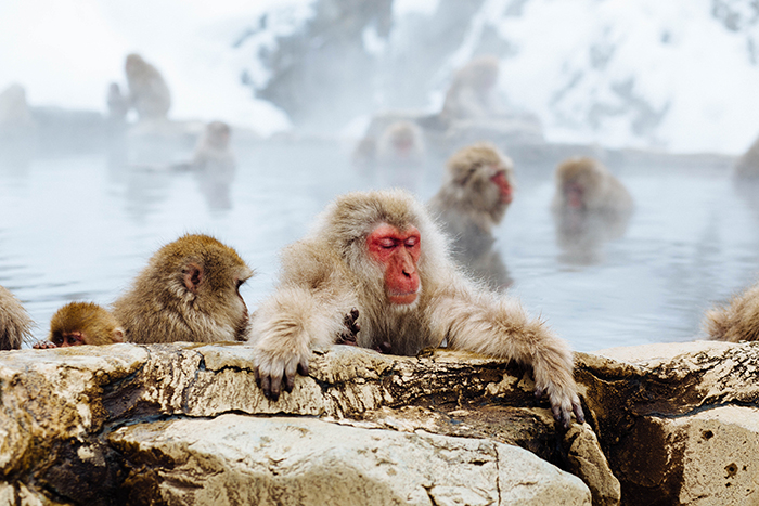 Encantadora foto de monos en Jigokudani Monkey Park - fotos geniales de japón