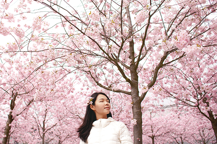 Un retrato de ensueño de una niña japonesa posando bajo las flores de cerezo rosa Sakura