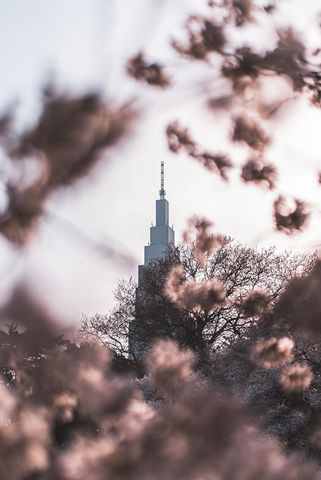 Foto de ensueño de una torre a través de flores en Shinjuku Gyoen Garden