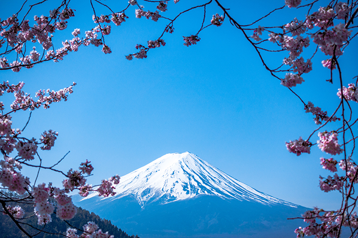 Impresionante vista del monte Fuji en Japón enmarcada por flores de cerezo - bellas imágenes de Japón