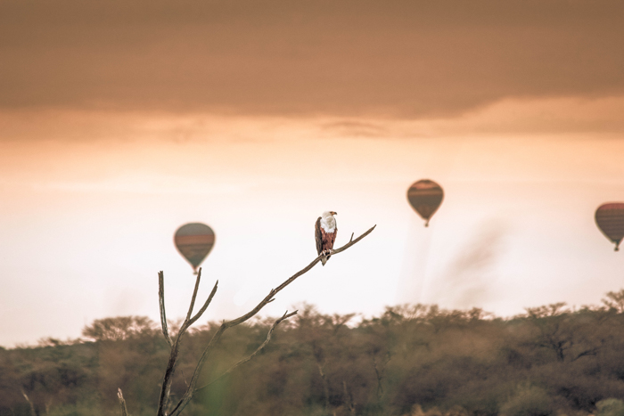 Imagen del atardecer con un ave de rapiña en una rama y tres globos aerostáticos desenfocados en el fondo 