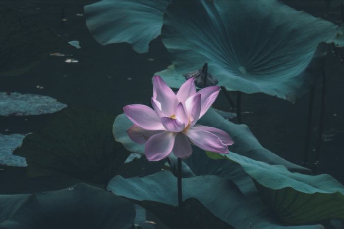 Foto de una exótica flor morada en flor