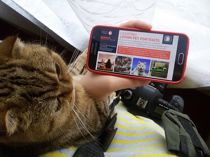 Una persona que sostiene su teléfono inteligente para que su gato lo mire, la página de inicio de Photzy en pantalla