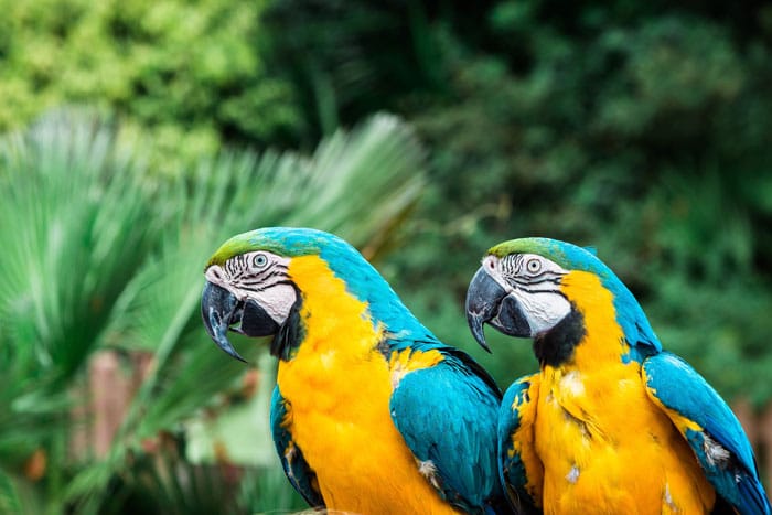 Un retrato de dos loros guacamayos de colores brillantes