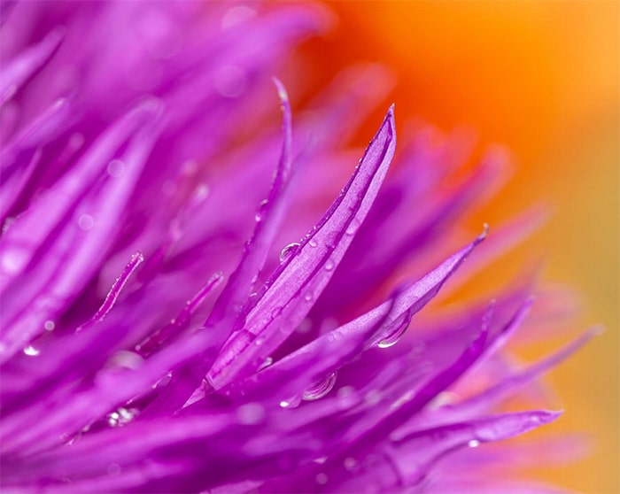 Increíble fotografía macro de una flor violeta