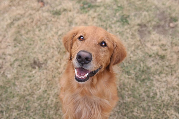 Ejemplo de perspectiva de fotografía de mascotas dulces de un perro mirando a la cámara