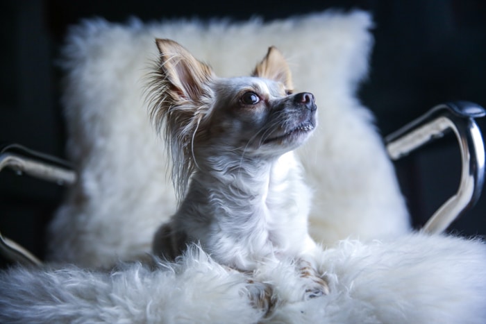 Un pequeño plumón blanco y marrón sentado en una silla mullida - iluminación de retratos de mascotas.