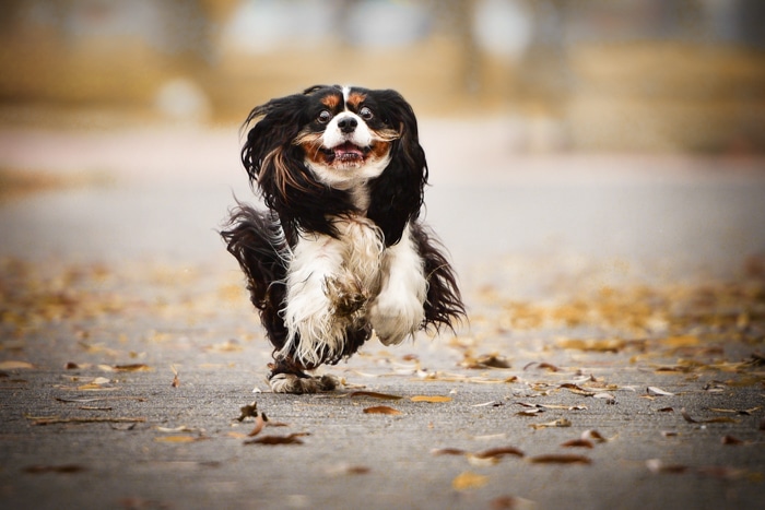 Una foto de acción de un perro corriendo.