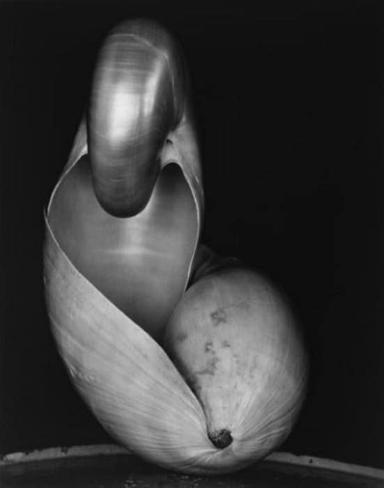 Foto de retrato de una concha en blanco y negro