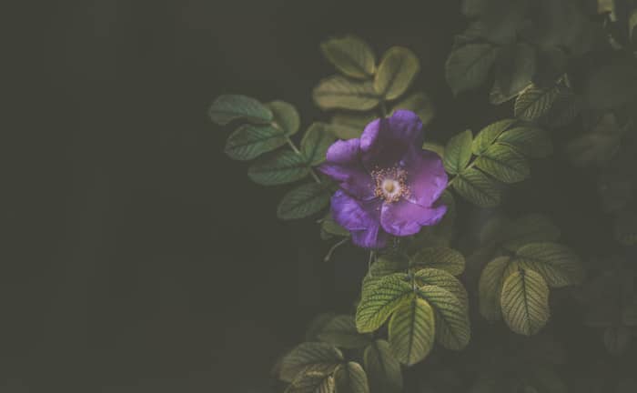 Foto de una flor violeta en formato apaisado