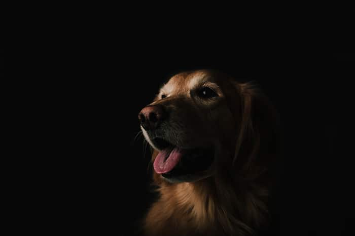 Un retrato de un perro marrón contra un fondo negro filmado con una lente principal