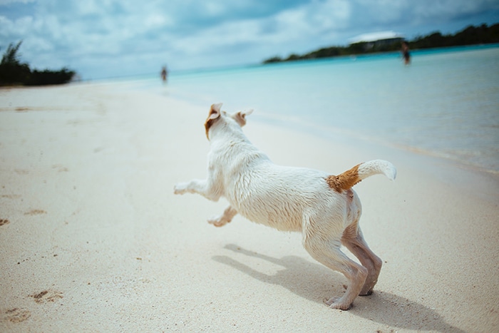 un perro pequeño corriendo en la playa