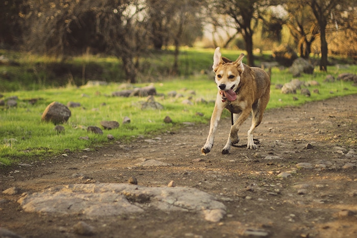 Un retrato de mascota de un perro marrón corriendo en un parque