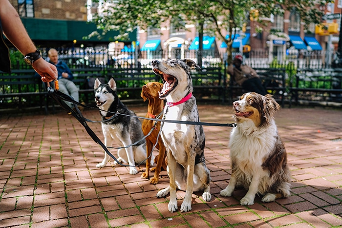 Retrato de fotografía de mascotas al aire libre de cuatro perros sentados en un parque con una mano sujetando las correas