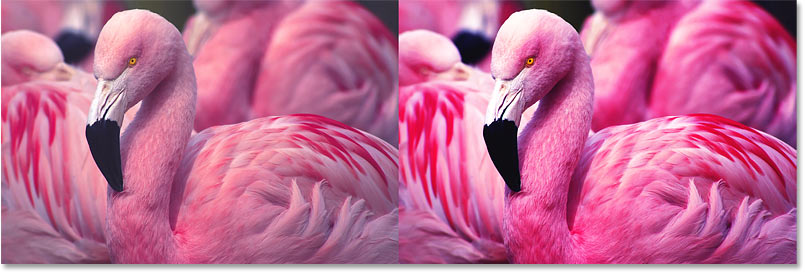 Una comparación de la saturación del color después de aumentar el contraste de la imagen en Photoshop
