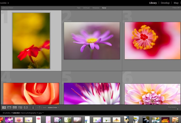 una captura de pantalla que muestra cómo posprocesar la fotografía macro en lightroom