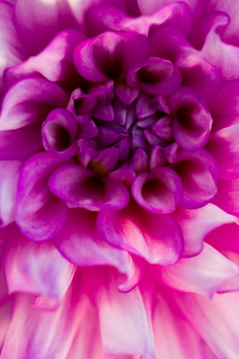 Impresionante imagen macro de una flor violeta