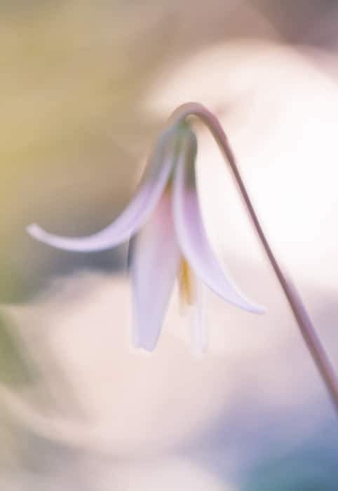 Impresionante imagen macro de una flor blanca