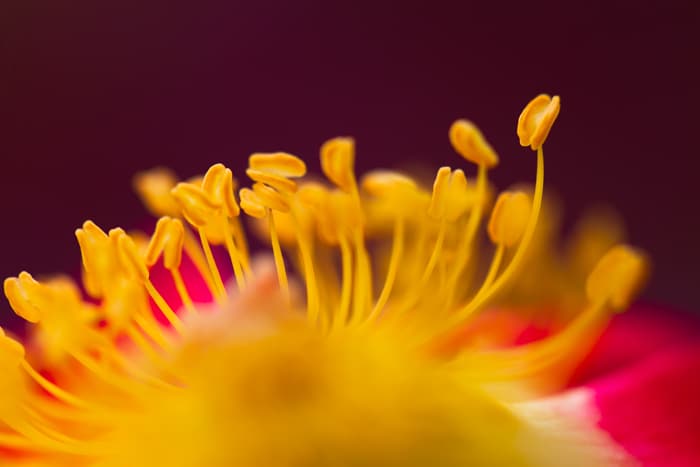 Impresionante imagen macro de una flor amarilla