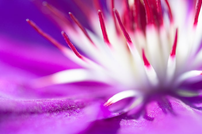 Impresionante imagen macro de una flor morada y blanca