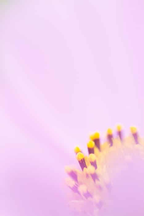 Impresionante imagen macro de una flor rosa y amarilla
